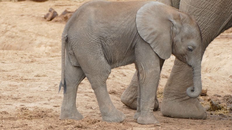 Houston Zoo Announces Upcoming Birth of Baby Elephant