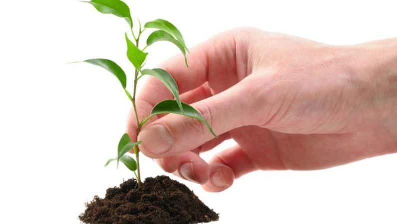 free tree seedlings 2022