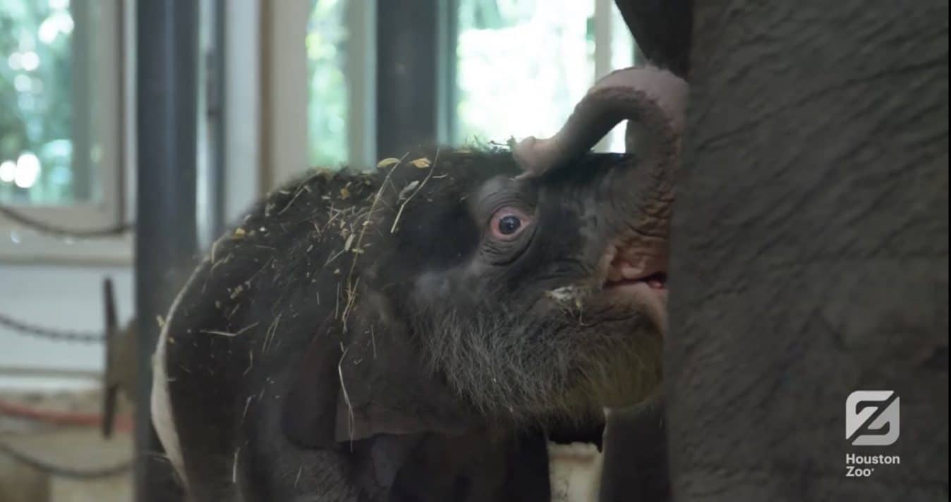 Meet Nelson, The Newly Born Elephant in the Houston Zoo