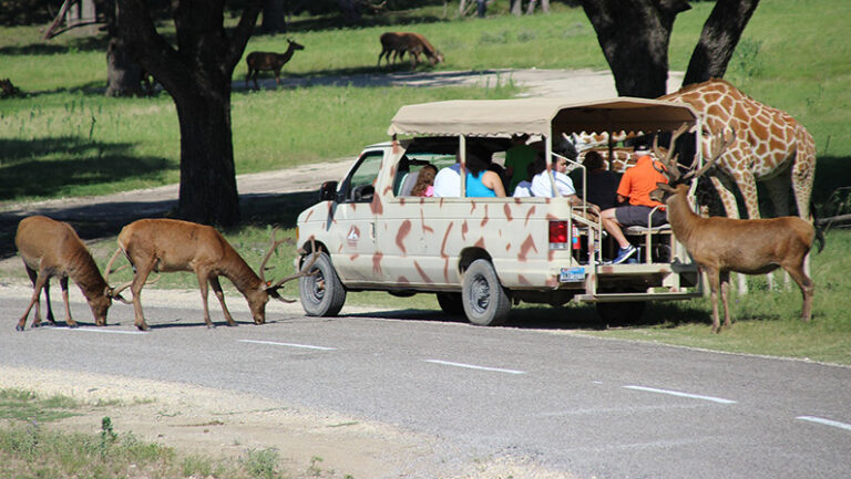 drive through safari feed animals near me