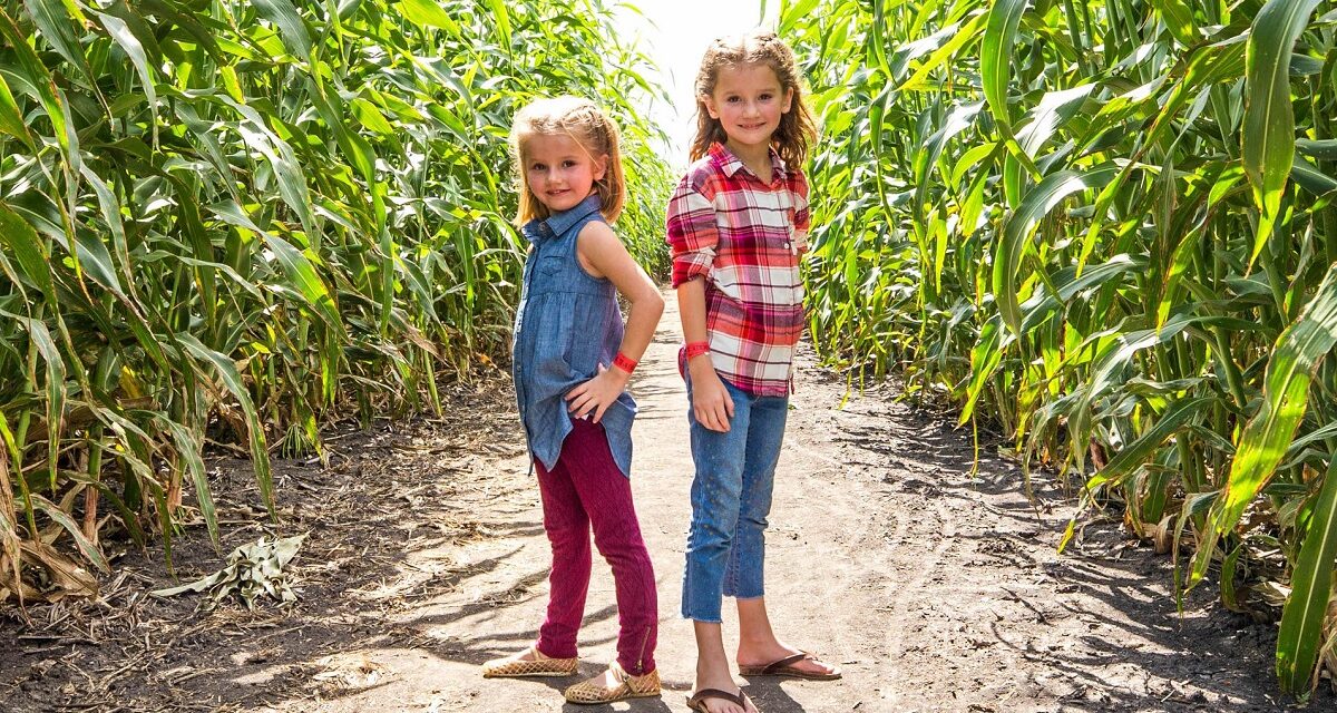 Corn maze Houston: 10 corn mazes near you for hay rides and other fun fall activities!