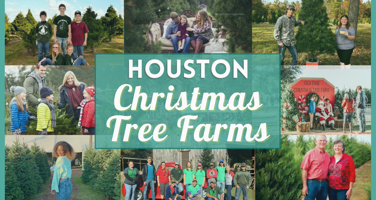 Christmas Tree Farm Houston 2022 Best Farms Near You!