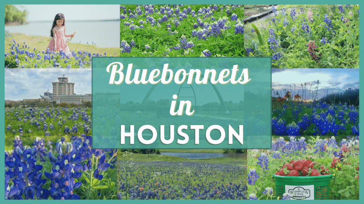 Houston 26 places to enjoy this Texas treasure!