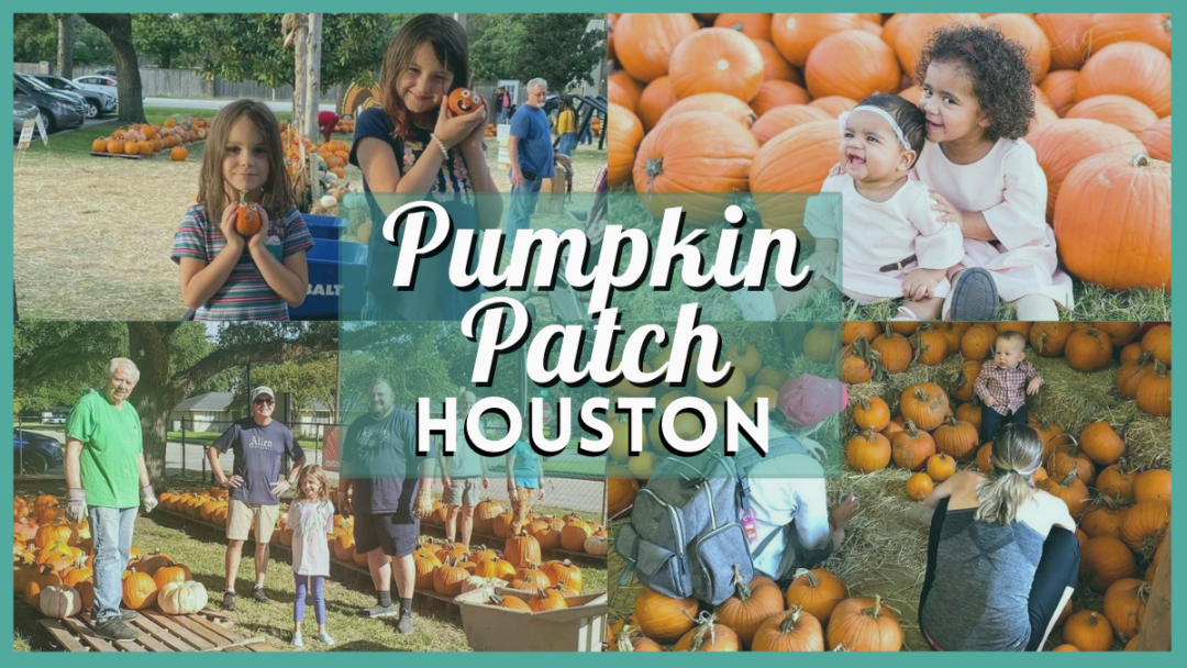 Top 12 Pumpkin Patch Houston Farms And Patches In Texas 6783