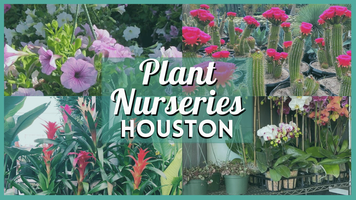 Nurseries Houston