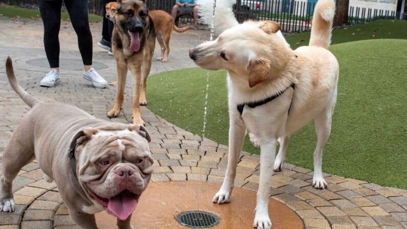 Dog park Houston | Levy Park Dog Park