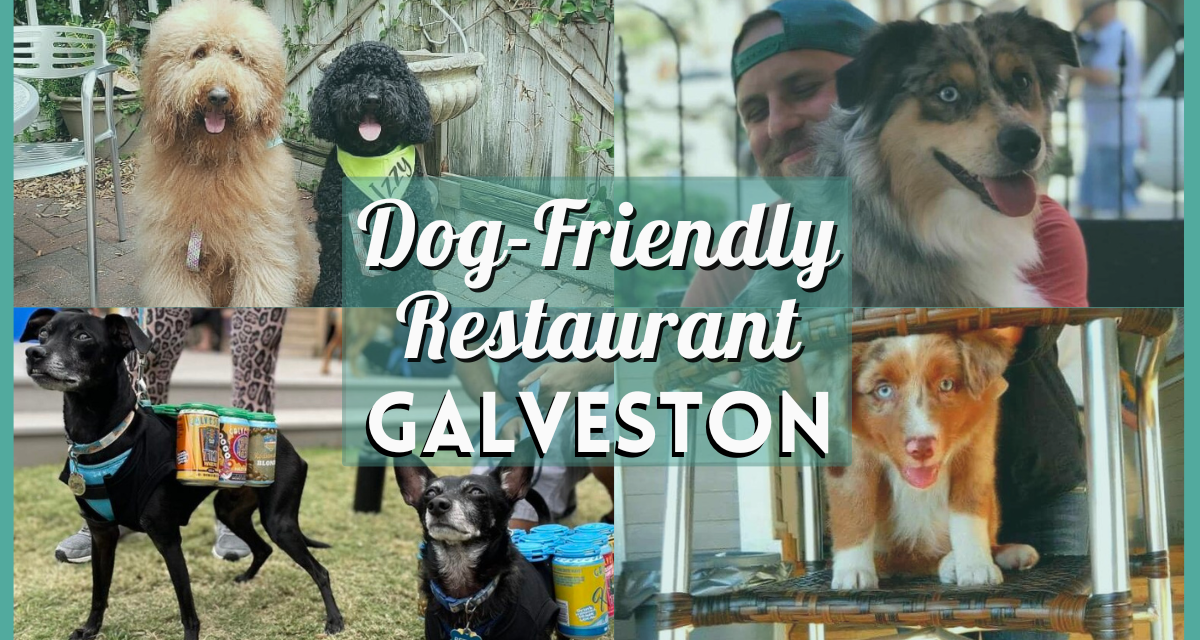 Dog-Friendly Restaurants in Galveston – Where Your Pups are Always Welcome!