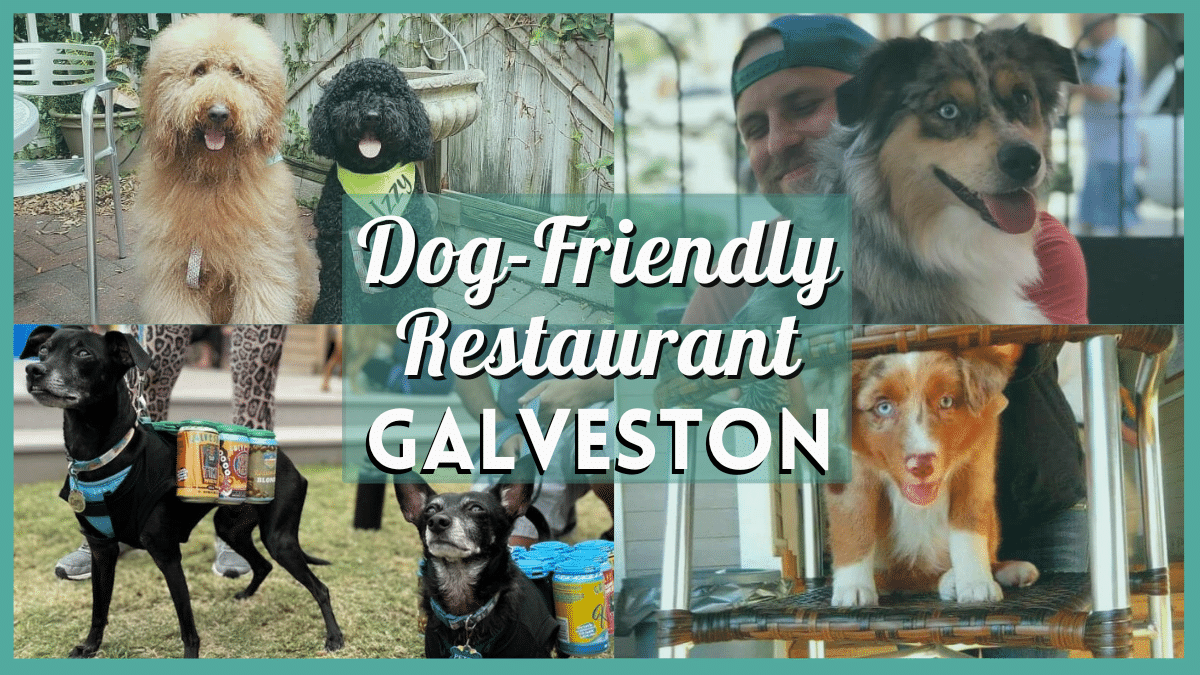 Dog-Friendly Restaurants Galveston