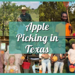 A-Peel-ing Adventures: The Ultimate Guide to Apple Picking in Texas!