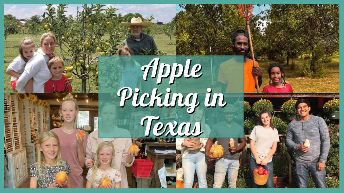 Apple Picking in Texas