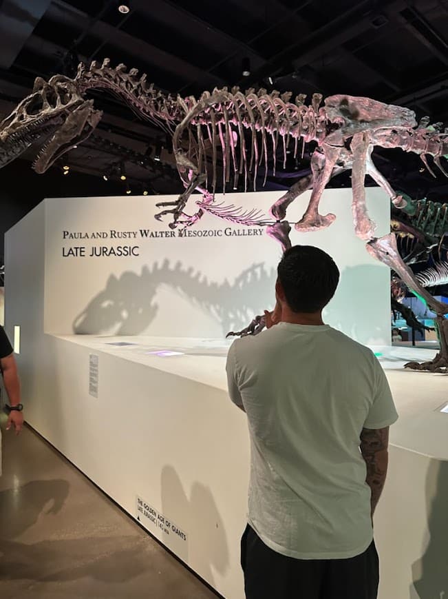 Allosaurus at the Houston Museum of Natural Science