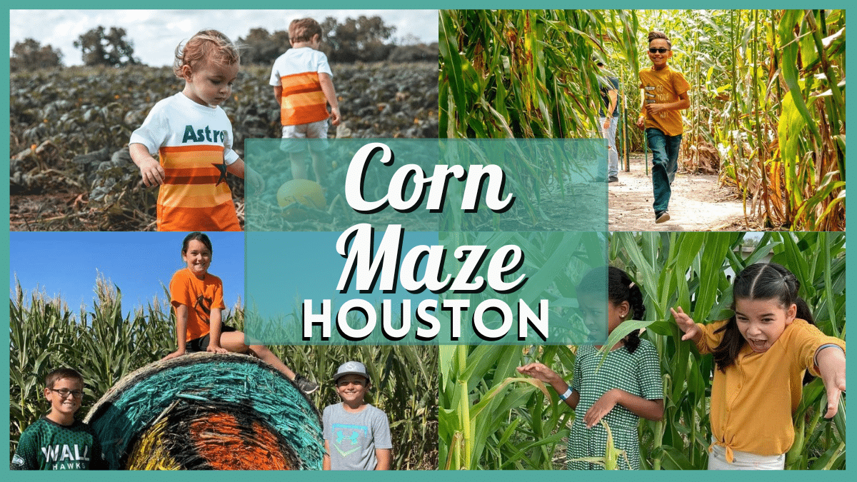 Corn Maze Houston