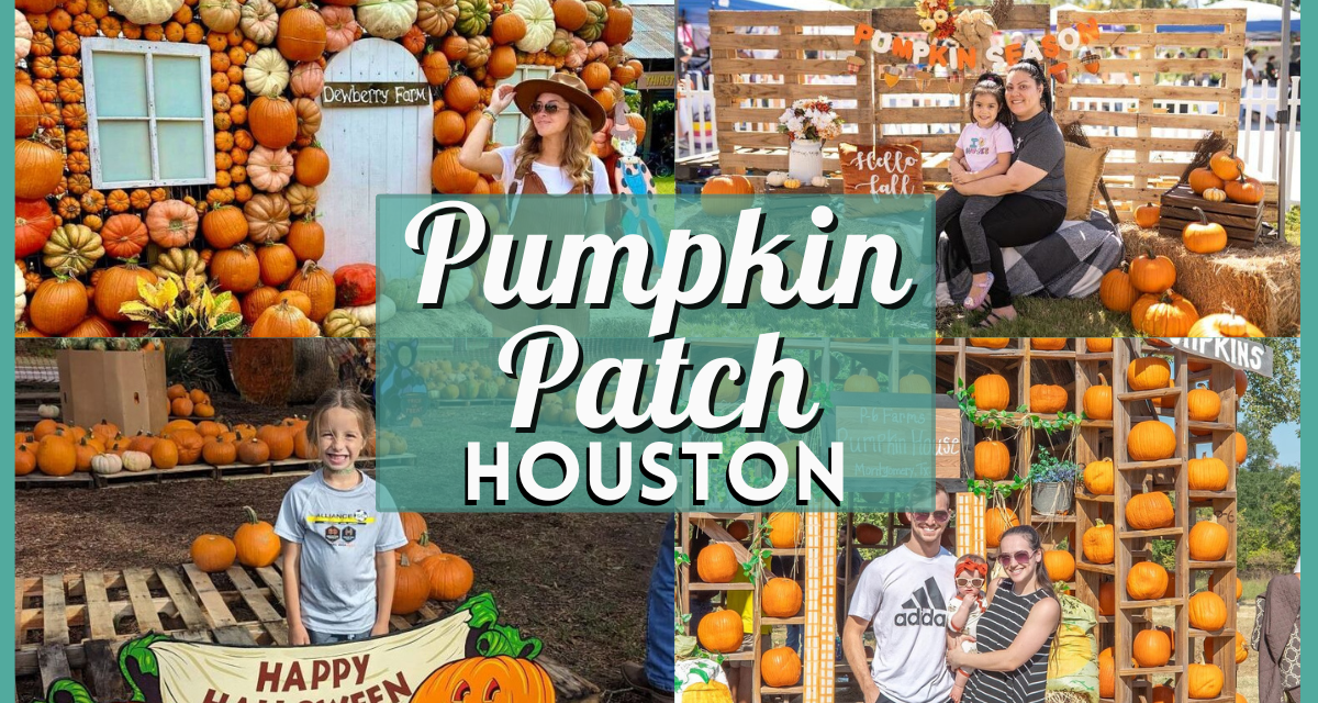 Pumpkin Patch Houston 2024 – Best Local Pumpkin Farms & Patches in Texas