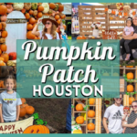 Pumpkin Patch Houston 2024 – Best Local Pumpkin Farms & Patches in Texas