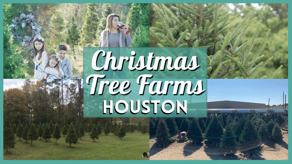 Christmas Tree Farm Houston