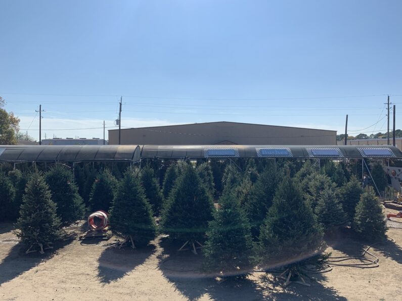 christmas tree farm houston